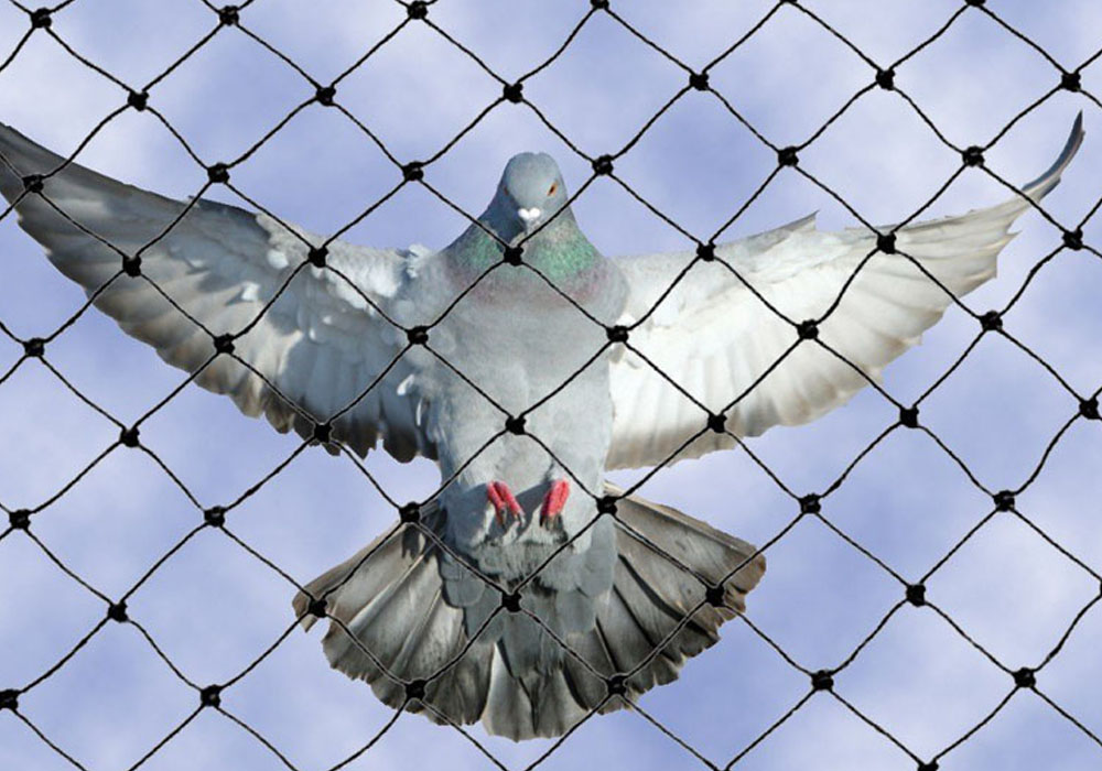Pigeon Net